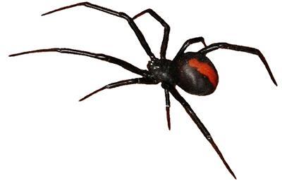 australian-spiders-redback2