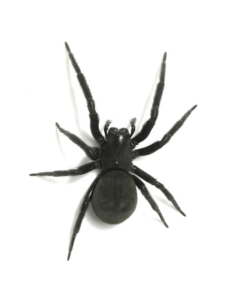 blackhousespider