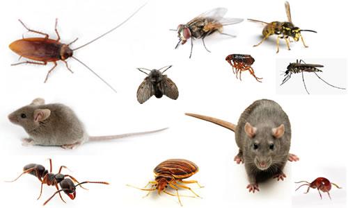 photo of pests